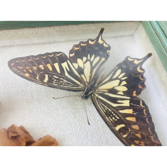 JAPANESE BUTTERFLY PAPILIO XUTHUS FRAMED DRIED TEXAS YELLOW ROSE Flower Framed - Picture 6 of 16